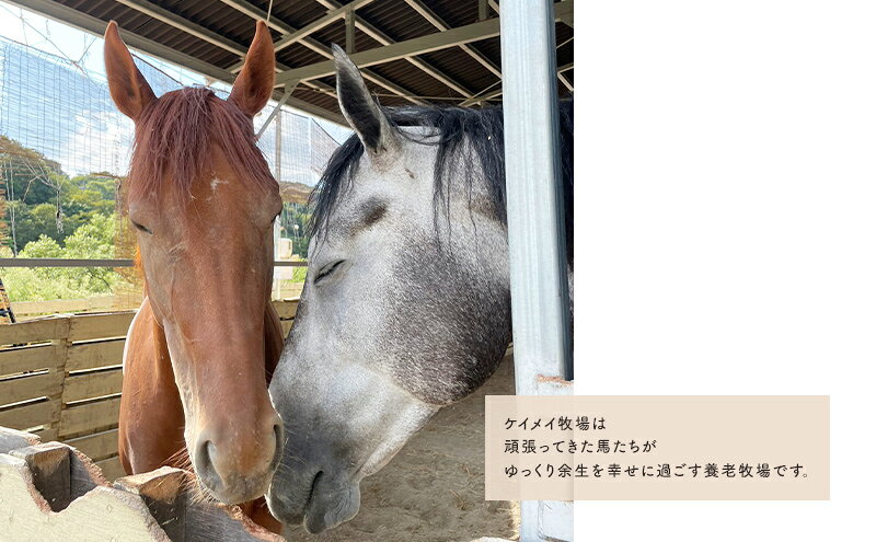 【ふるさと納税】馬 の ふれあい体験 ペア チケット 1枚(2名様分) 体験 うま ケイメイ牧場 3