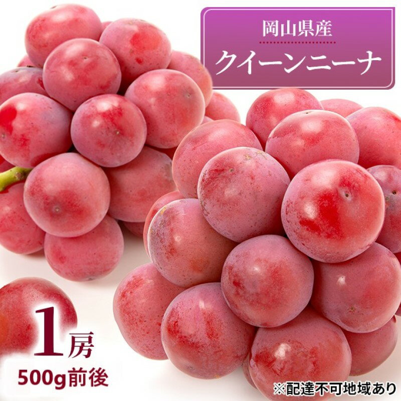 ぶどう 2025年 先行予約 クイーンニーナ 1房 500g前後 ブドウ 葡萄 岡山県産 国産 フルーツ 果物 ギフト お届け:2025年9月上旬〜2025年9月下旬