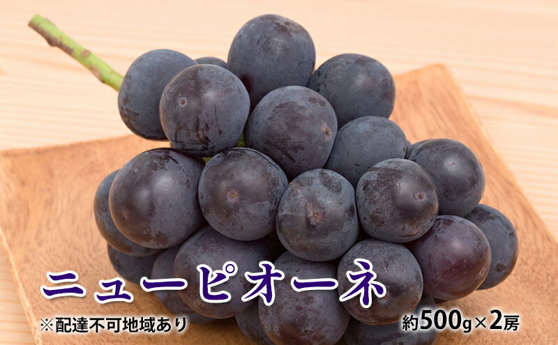 【ふるさと納税】ぶどう 2025年 先行予約 ニュー ピオーネ 約500g×2房 種無し ブドウ 葡萄 岡山県産 国産 フルーツ 果物 ギフト デザート 果実 美しい 大粒 高糖度 皮ごと 食べ応え 芳醇 甘い 果汁 食べやすい 大人気 　お届け：2025年8月下旬～2025年9月下旬