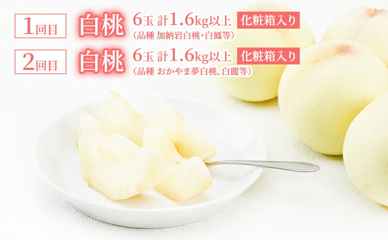 【ふるさと納税】桃 定期便 2025年 先行予約 岡山 の 白桃 6玉 合計1.6kg以上×2回 お届け 化粧箱入り もも モモ 岡山産 国産 フルーツ 果物 ギフト 　お届け：2025年7月上旬～2025年8月上旬