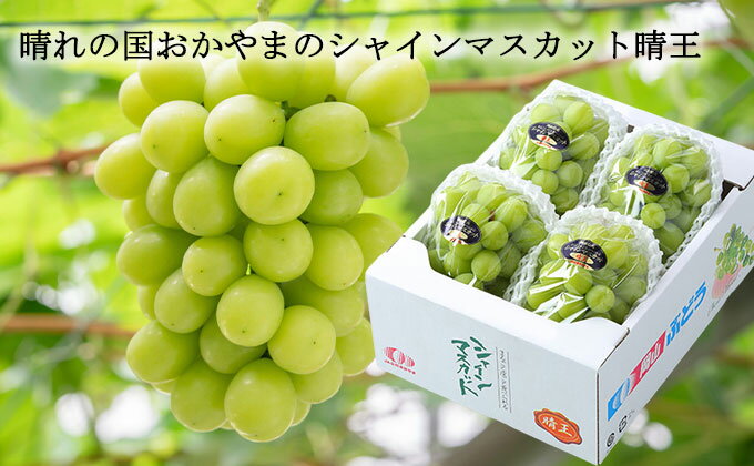 【ふるさと納税】ぶどう 2024年 先行予約 ご家庭用 シャイン マスカット 晴王 3～6房 約1.5kg ブドウ 葡萄 岡山県産 国産 フルーツ 果物　瀬戸内市　お届け：2024年8月下旬～2024年11月下旬