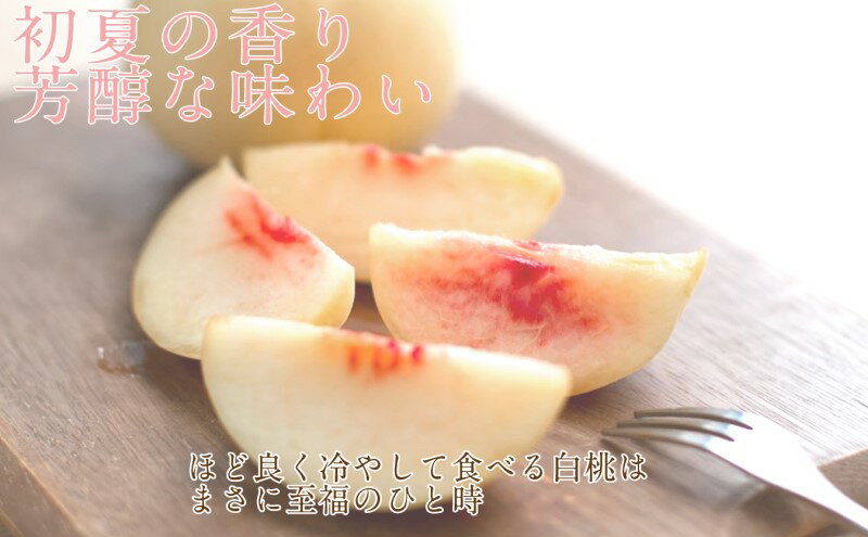 井村屋 BOX カットパインアイス11ml× 17個 9箱 氷菓 差し入れ 誕生日プレゼント お歳暮 パーティー