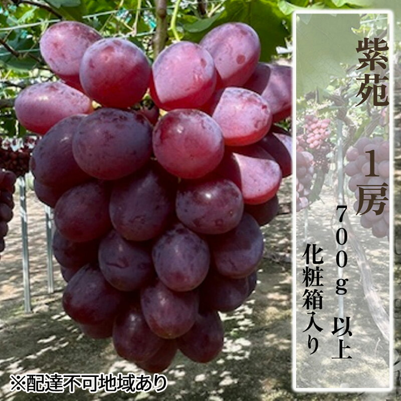 ぶどう 2025年 先行予約 紫苑1房(700g以上)化粧箱入り ブドウ 葡萄 岡山県産 国産 フルーツ 果物 ギフト お届け:2025年11月中旬〜2025年11月下旬