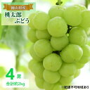 【ふるさと納税】ぶどう 【2025年 早期受付】 桃太郎ぶどう 4房 合計約2kg ブドウ 葡萄 岡山県産 国産 フルーツ 果物 ギフト お届け:2025年8月20日~2025年10月20日