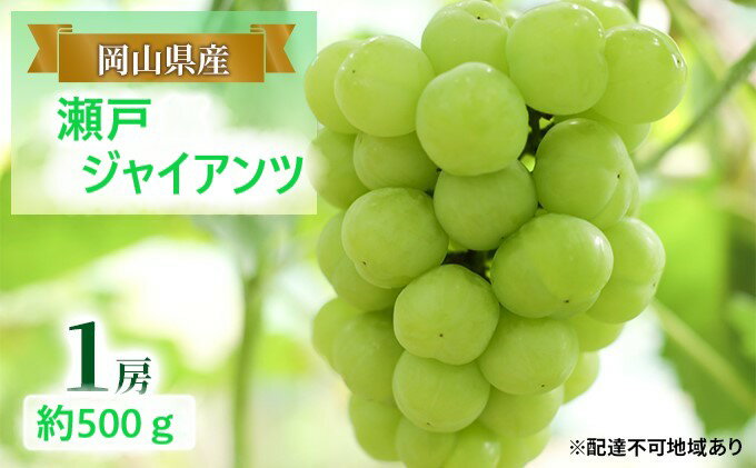 【ふるさと納税】ぶどう 【2025年 早期受付】 瀬戸ジャイアンツ 1房 約500g ブドウ 葡萄 岡山県産 国産 フルーツ 果物 ギフト　お届け：2025年8月20日～2025年10月20日