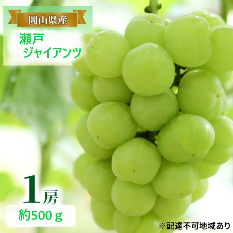 【ふるさと納税】ぶどう 【2025年 早期受付】 瀬戸ジャイアンツ 1房 約500g ブドウ 葡萄 岡山県産 国産 フルーツ 果物 ギフト　お届け：2025年8月20日～2025年10月20日