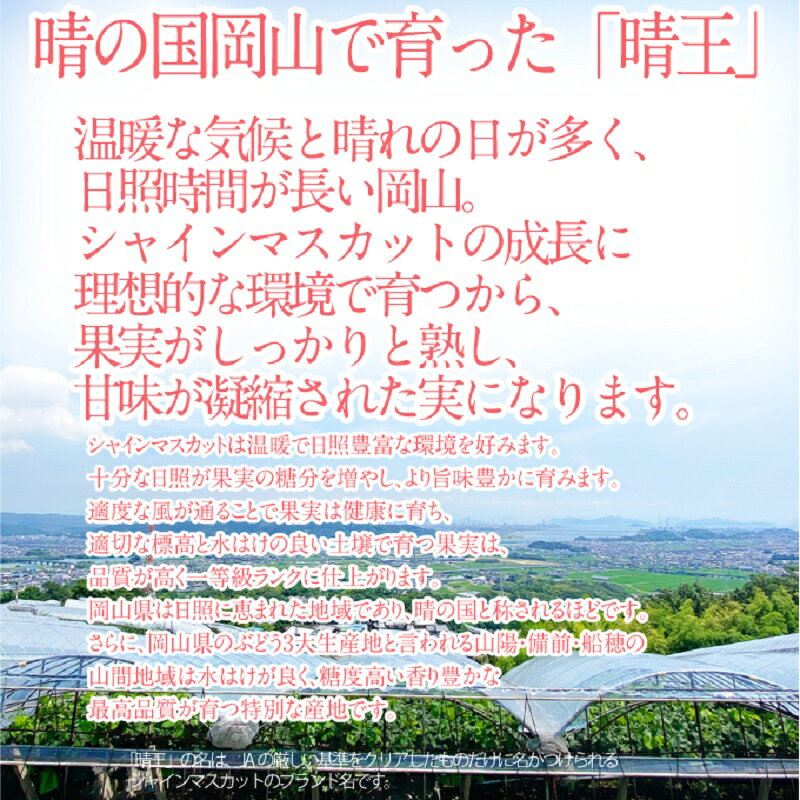 【ふるさと納税】【2026年 予約受付中】 シャインマスカット 晴王 1房約550g 9月〜10月出荷/ 岡山県産 種無し 皮ごと食べる みずみずしい フレッシュ 晴れの国 おかやま 果物大国 彩美菜果 岡山県 瀬戸内市 お届け：2026年9月〜2026年10月下旬 f332127-setouchi-10001516 岡山県瀬戸内市 サンプル画像3