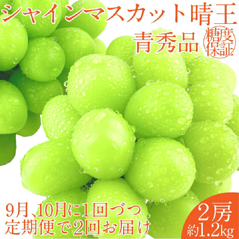 【ふるさと納税】2026年 予約受付中【2回定期便】 シャインマスカット 晴王 2房約1.2kg 9月10月に1回づつ出荷/ 岡山県産 種無し 皮ごと食べる みずみずしい フレッシュ　 晴れの国 おかやま 果物大国 彩美菜果　お届け：2026年9月〜2026年10月下旬 f332127-setouchi-10001523 岡山県瀬戸内市 サンプル画像2