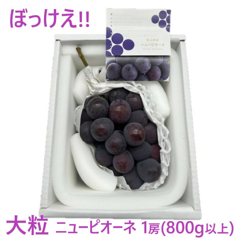 ぶどう 2025年 先行予約 ぼっけえ 大粒 ニューピオーネ 1房(800g以上) 化粧箱入り ブドウ 葡萄 岡山県産 国産 フルーツ 果物 ギフト お届け:2025年9月中旬〜2025年10月中旬