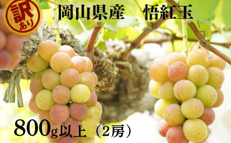 【ふるさと納税】訳あり 悟紅玉 旧ゴルビー 2房 合計800g以上 産地直送 朝採れ ぶどう 葡萄 岡山 Kawahara Green Farm 岡山県産 2026年 先行予約　お届け：2026年8月25日～2026年9月25日