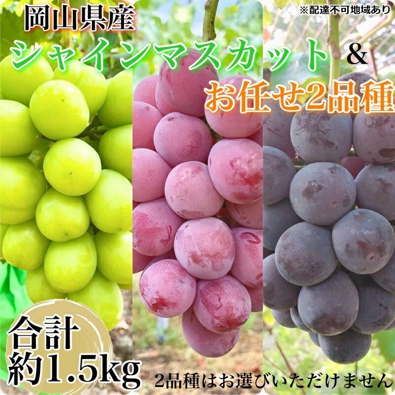 【ふるさと納税】ぶどう 2026年 先行予約 農家こだわりのシャインマスカット＆お任せ2品種 3房合計約1.5kg ブドウ 葡萄 岡山県産 国産 フルーツ 果物 ギフト 【 Nini farm 農家 直送 】　お届け：2026年8月25日～2026年9月30日