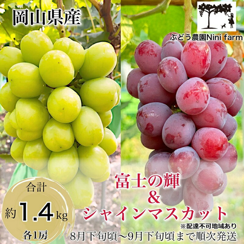 【ふるさと納税】ぶどう 2026年 先行予約 ぶどう 話題の品種 富士の輝＆こだわりのシャインマスカット 贈答ランク 合計約1.4kg ブドウ 葡萄 岡山県産 国産 フルーツ 果物 ギフト 【 Nini farm 農家 直送 】　お届け：2026年8月25日～2026年9月30日