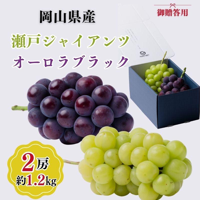 【ふるさと納税】御贈答用 岡山県産 瀬戸ジャイアンツ オーロラブラック 2房入り(1.2kg以上) ぶどう ブドウ 葡萄 フルーツ 果物 岡山 瀬戸内市　お届け：2026年9月中旬～2026年10月下旬