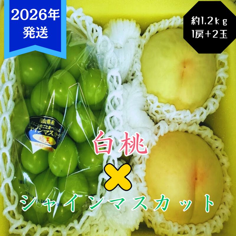 【ふるさと納税】【2026年先行受付】 白桃 シャインマスカット 晴王 約1.2kg セット 桃 2玉 ぶどう 1房 岡山県産 御中元 ギフト 御礼 プレゼント 御礼 御祝 御供 果物 くだもの フルーツ もも モモ 葡萄 ブドウ　お届け：2026年7月上旬～2026年8月上旬