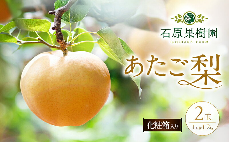 【ふるさと納税】梨 2026年 先行予約 あたご梨 2玉 (1玉 約1.2kg) 化粧箱 【11月下旬～12月中旬頃発送】 ナシ なし 岡山県産 国産 フルーツ 果物 ギフト 石原果樹園　お届け：2026年11月15日～2026年12月20日