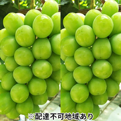 ●先行予約受付●赤磐市赤坂産 シャインマスカット 「晴王」2房(1房約650g〜) 【果物類・ぶどう・マスカット・シャインマスカット・フルーツ】 お届け:2021年7月上旬〜8月上旬