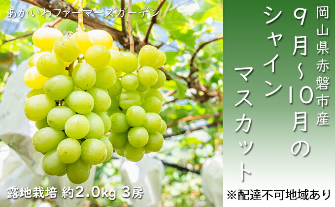 52位! 口コミ数「0件」評価「0」ぶどう 2024年 先行予約 シャインマスカット 約2.0kg 3房9月～10月 葡萄 岡山県 赤磐市産 フルーツ 果物　【果物類 マスカッ･･･ 