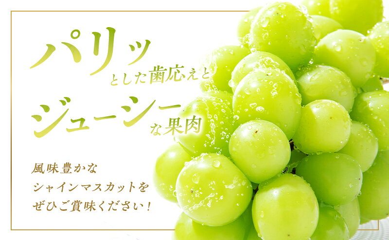 【ふるさと納税】ぶどう 2026年 先行予約 ご家庭用 シャイン マスカット 2房 1房600g～700g 10月発送分 ブドウ 葡萄 フルーツ 果物 岡山 赤磐市産 農マル園芸 あかいわ農園 果物類 歯ごたえ ジューシー 上品な甘み 　お届け：2026年10月上旬～2026年10月下旬 f332135-akaiwa-10000421 岡山県赤磐市 サンプル画像2