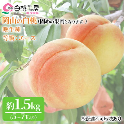 3位! 口コミ数「5件」評価「2.6」固めの 桃 2024年 先行予約 白桃 晩生種 等級 エース 約1.5kg 5～7玉 もも モモ 岡山 国産 フルーツ 果物 桃茂実苑 　【･･･ 