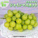 12位! 口コミ数「0件」評価「0」ぶどう 2024年 先行予約 シャイン マスカット 1房 約800g 贈答箱 ブドウ 葡萄 フルーツ 果物 岡山 赤磐市産 農マル園芸 あか･･･ 