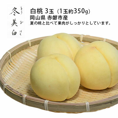 名称白桃内容量冬美白（とうびはく）3玉（1玉約350g） ※お届け日、時間の指定は申し訳ないですが、お受けできません。 ※果物は大変傷みやすいです。受取後すぐにお品の状態をご確認ください。産地岡山県赤磐市事業者山陽冬美白プロジェクト配送方法常温配送お届け時期2024年10月中旬～2024年11月上旬備考※画像はイメージです。 ※オンライン決済のみの取扱となります。 ※お届け日の指定、時間帯の指定は申し訳ないですが、お受けできません。 ※出荷時期になりましたら、別途メールにてお届けについてのご案内をさせていただきます。 ※天候や収穫状況によりお届けが遅れることがあります。万が一手配ができないときは別途ご連絡させていただく場合がございます。 ※本品は”押し””キズ”等、箱毎に検品を行い、梱包には細心の注意を払い出荷致しますが、輸送中の振動などを原因とする若干の”押し””キズ”等が入る場合もありますので、誠に恐縮ですがご理解の上、お申し込みください。 ※賞味期間：出荷日より常温7日～10日 ・ふるさと納税よくある質問はこちら ・寄附申込みのキャンセル、返礼品の変更・返品はできません。あらかじめご了承ください。【ふるさと納税】桃 2024年 先行予約 白桃 冬美白 とうびはく 3玉 1玉約350g もも モモ 岡山 赤磐市産 国産 フルーツ 果物 ギフト　【 果物 フルーツ 果肉 しっかり 柔らかい 食感 大変貴重 高糖度 栽培方法 】　お届け：2024年10月中旬～2024年11月上旬 ●先行予約●2024年の収穫時期に順次出荷します！ 「冬美白（とうびはく）」とは岡山を代表する桃の産地「赤磐市」の若手農家9名のみで栽培されている品種です。 収穫時期は10月中旬から11月上旬で夏の桃と比べ果肉がしっかりとしています。 収穫直後の「硬い食感」、追熟をして「少し柔らかめの食感」と好みに合わせて食べていただくことができます。 採れたてはリンゴや梨のようにシャキシャキした食感、1週間ぐらい追熟すると従来の夏の桃に近い柔らかい食感となります。 冬美白はまだ歴史も浅く、現在は赤磐市でしか栽培されていないため、栽培方法もまだまだ手探り状態の段階です。 近年増加傾向の鳥獣被害や台風の被害を乗り越えて出荷に辿り着けるのは極わずかの果実のみです。 さらにそこからお品用の桃に振り分けることができるのは収穫全体のわずか10～20％。故に生産コスト等を考慮し1玉1玉が大変貴重な桃となっております。 また、非破壊糖度センサーで計測した高糖度（JA出荷基準のロイヤル以上保証）の果実をお届けいたします。 名前の由来ですが、地元の小学校の児童に協力して頂きました。 500をこえる応募の中から一番多かった文字を3文字選び「冬美白」となりました。 これは「冬に美しい白桃」というだけでなく、赤磐市の東備地方にかけ、赤磐を、そして岡山を代表する桃へ成長してくれることへの願いを込めて命名いたしました。 果物 フルーツ 果肉 しっかり 柔らかい 食感 大変貴重 高糖度 栽培方法 寄附金の用途について 市政全般 自然保護 教育振興 福祉増進 産業振興 歴史保存 魅力発信 スポーツ 受領証明書及びワンストップ特例申請書のお届けについて 【受領証明書】 入金確認後、注文内容確認画面の【注文者情報】に記載の住所にお送りいたします。発送の時期は入金確認後3週間～1ヶ月程度を目途に、お礼の特産品とは別にお送りいたします。 【ワンストップ特例申請書】 ワンストップ特例申請書については、12月26日までに入金確認できたもののみ、赤磐市より申請書を郵送させていただきます。27日以降の入金確認となる場合は、以下のURLよりダウンロードしていただくか、自治体マイページよりオンラインワンストップ申請をご利用ください。 ★ダウンロードはこちらURL:https://event.rakuten.co.jp/furusato/guide/onestop/ ★オンライン申請はこちらhttps://event.rakuten.co.jp/furusato/guide/onestop/online/ 郵送の場合、寄付をされた翌年の1月10日までに申請書が当庁まで届くように発送ください。オンライン申請の場合も寄附をされた翌年の1月10日までに申請してください。マイナンバーに関する添付書類に漏れのないようご注意ください。