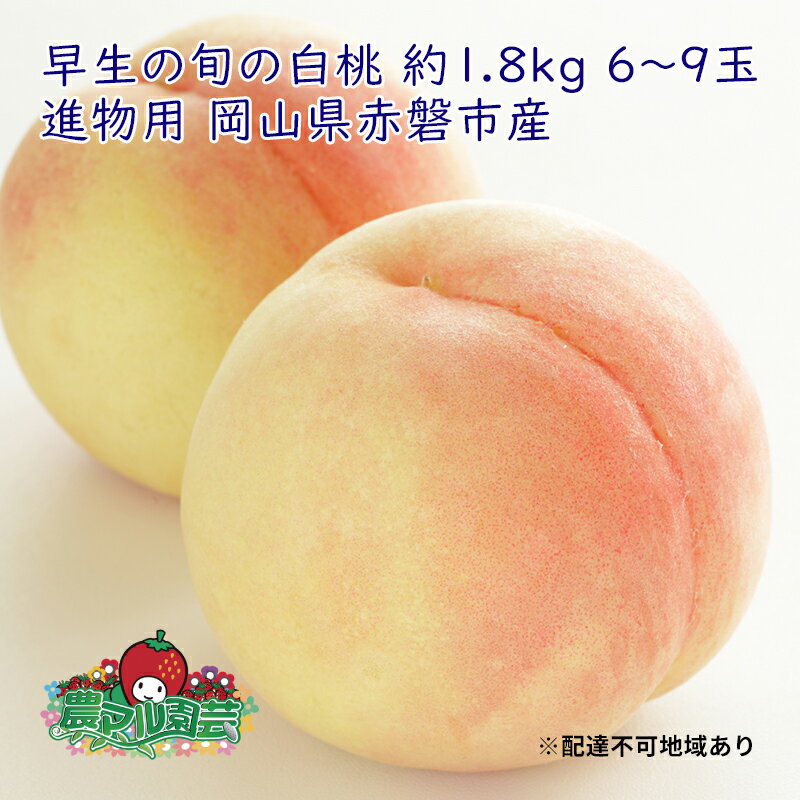 桃 2024年 先行予約 早生の旬の 白桃 約1.8kg 6〜9玉 進物用 もも モモ フルーツ 果物 岡山 赤磐市産 農マル園芸 あかいわ農園 [赤磐市] お届け:2024年6月中旬〜2024年6月下旬