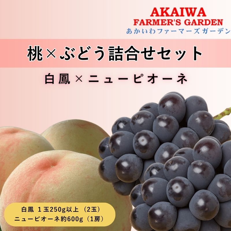 桃 ぶどう 詰合せ 2024年 先行予約 白桃 白鳳 2玉(1玉250g以上) ニュー ピオーネ 1房 約600g 岡山県 赤磐市産 フルーツ 果物 あかいわファーマーズガーデン [赤磐市] お届け:2024年7月上旬〜2024年7月中旬