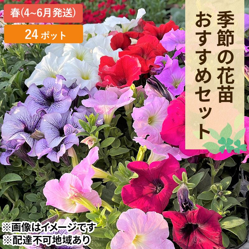 春 の 花苗 おすすめ セット 20〜24ポット(4〜6月発送) ガーデニング 園芸 お花 花 フラワー [赤磐市] お届け:2024年4月上旬〜2025年6月下旬