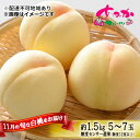 【ふるさと納税】桃 2025年 先行予約 11月の旬な 白桃 冬桃 をお届け!約1.5kg 5〜7玉 糖度センサー選果 糖度12度以上 もも モモ 岡山県 赤磐...