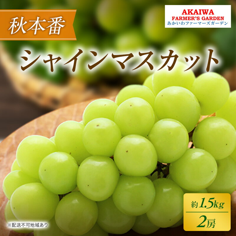 【ふるさと納税】ぶどう 2026年 先行予約 シャインマスカット 約1.5kg 2房 秋本番 葡萄 岡山県 赤磐市..