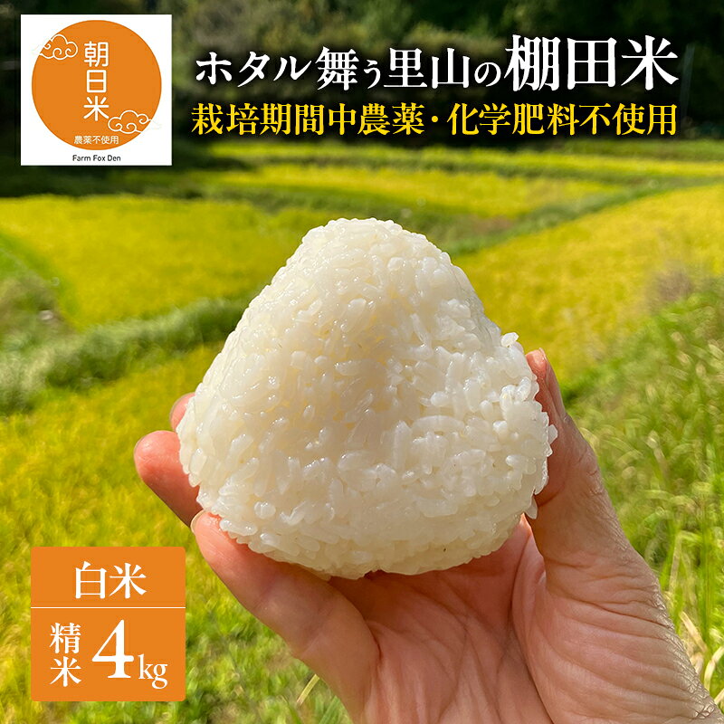 先行受付 農薬不使用 白米 ホタル舞う里山の棚田米 精米4kg 令和8年産 朝日2kg×2袋 お届け:2026年10月20日〜2027年4月14日