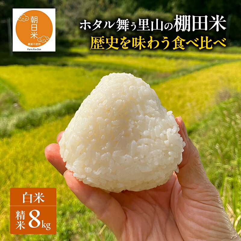 先行受付 伝統稲と現代稲食べ比べ 白米 ホタル舞う里山の棚田米 精米8kg 令和8年産 朝日2kg にじのきらめき2kg 各2袋 お届け:2026年10月20日〜2027年4月14日