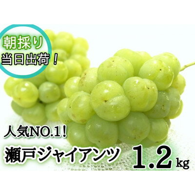 【産地直送】フルーツ王国岡山　朝採り新鮮!人気ぶどう瀬戸ジャイアンツ1.2kg(2～3房)【1389449】