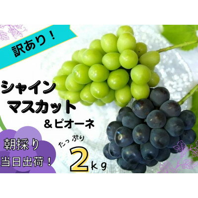 【ふるさと納税】【訳あり】岡山県産ぶどう詰合せ2kg(シャインマスカット+ピオーネ)【配送不可地域：離島】【1389473】