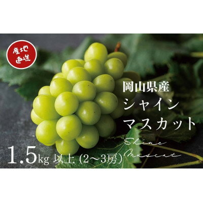 【2024年先行予約】　厳選　岡山県産　シャインマスカット　計1.5kg以上　2～3房　産直・朝採れ【配送不可地域：離島・沖縄県】【1394534】