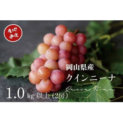 【2024年先行予約】　厳選　岡山県産　クイーンニーナ　計1.0kg以上　2房　産直・朝採れ【配送不可地域：離島・北海道・沖縄県・東北・関東・信越、北陸・東海・九州】【1394541】