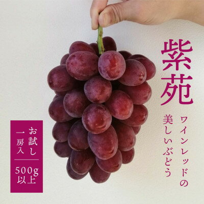 2位! 口コミ数「3件」評価「4.33」岡山県産 きよとうのお試し便 紫苑(しえん)1房500g～【配送不可地域：離島】【1396593】