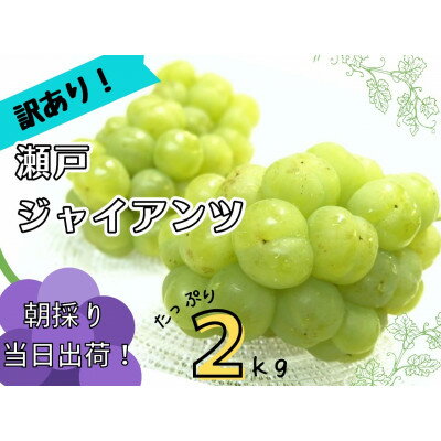 【訳あり】　朝採り新鮮!人気ぶどう瀬戸ジャイアンツ2kg【配送不可地域：離島】【1426708】