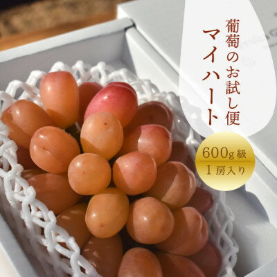 岡山県産 きよとうの希少品種のお試し便!「マイハート」上級品 1房600g~【配送不可地域：離島】【1495095】