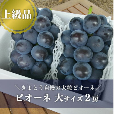 1位! 口コミ数「0件」評価「0」岡山県産 きよとう自慢の新鮮なピオーネ!大粒で口いっぱいに甘さと香りが広がります 上級品 2房入【配送不可地域：離島】【1495642】