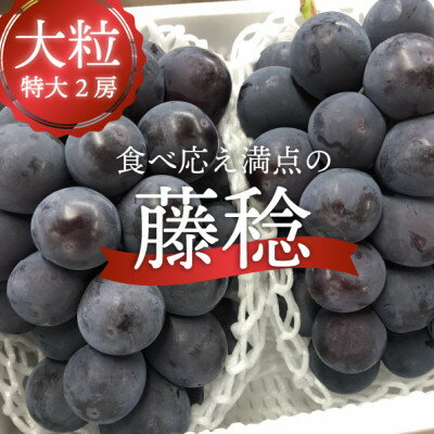 岡山県産 きよとうの大粒で食べ応え満点、ボッケーネ(藤稔)の大サイズ2房入【配送不可地域：離島】【1495644】