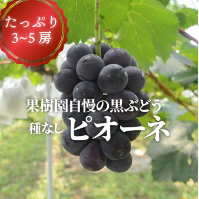 楽天ふるさと納税　【ふるさと納税】岡山県産 きよとう自慢のピオーネ 3-5房入/計2.0kg~【配送不可地域：離島】【1495844】