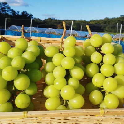 【ふるさと納税】【岡山県真庭市】ご家庭用　シャインマスカット