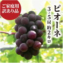 【ふるさと納税】【きよとうファーム】【訳あり】ピオーネ ご家庭用 3-5房入/計2kg〜(岡山県産)【配送不可地域:離島】【1506789】