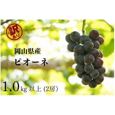 【ふるさと納税】【2025年先行予約】 岡山県産 訳ありピオーネ 計1.0kg以上 2房 産直・朝採れ【配送不可地域:離島・沖縄県】【1579406】