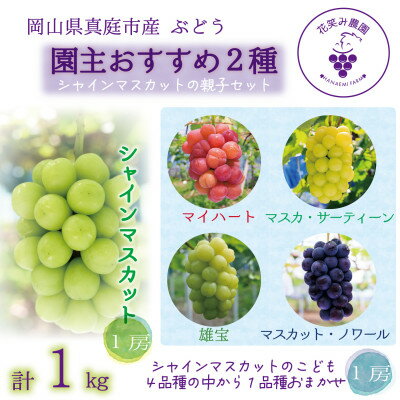 【ふるさと納税】岡山 花笑み農園『園主おすすめぶどう2種セット』~シャインの親子セット~ 2M-1SR 9月中下旬~【配送不可地域:離島】【1596845】