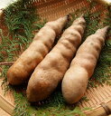 【ふるさと納税】 幻のやまいも 真庭市産 勝山やまのいも 銀沫 1kg(ぎんしぶき) 【2025年11月より順次発送】 山芋 とろろ 野菜 山かけ 長芋 岡山県