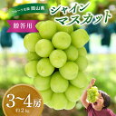 【ふるさと納税】ぶどう 岡山 花笑み農園 『シャインマスカット』約2kg(3〜4房) S-2 hana16-1 2025年9月下旬~受付順に発送予定 贈答用 岡山 真庭市 シャインマスカット 高級 2kg 贈答 2025 大粒 葡萄 ぶどう 果物 フルーツ 人気 数量限定 【1491570】(4)