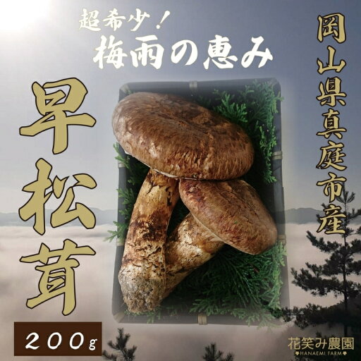 【ふるさと納税】 花笑み農園 超希少! 早『松茸』200g 〜梅雨の恵み〜【2025年6~7月発送予定】【配送不可地域:離島】hana24-1 国産 岡山県 真庭市 希少 産地直送 早松茸 天然物 松茸 マツタケ まつたけ キノコ きのこ 茸【1602133】 【ふるさと納税】 花笑み農園 超希少! 早『松茸』200g 〜梅雨の恵み〜【2025年6~7月発送予定】【配送不可地域:離島】hana24-1 国産 岡山県 真庭市 希少 産地直送 早松茸 天然物 松茸 マツタケ まつたけ キノコ きのこ 茸【1602133】