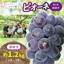 【ふるさと納税】【訳あり】岡山県産 林ファミリーのピオーネ 約1.2kg(約2~3房) 【2025年先行予約】 / 岡山 真庭 ピオーネ 葡萄 ぶどう ブドウ 果物 フルーツ 朝採れ 新鮮 当日出荷 こだわり 人気 国産 数量限定 種なし お買い得 訳あり 家庭用 お試し ぶどう専門